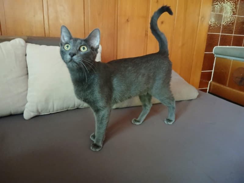 Russisch Blau katze
