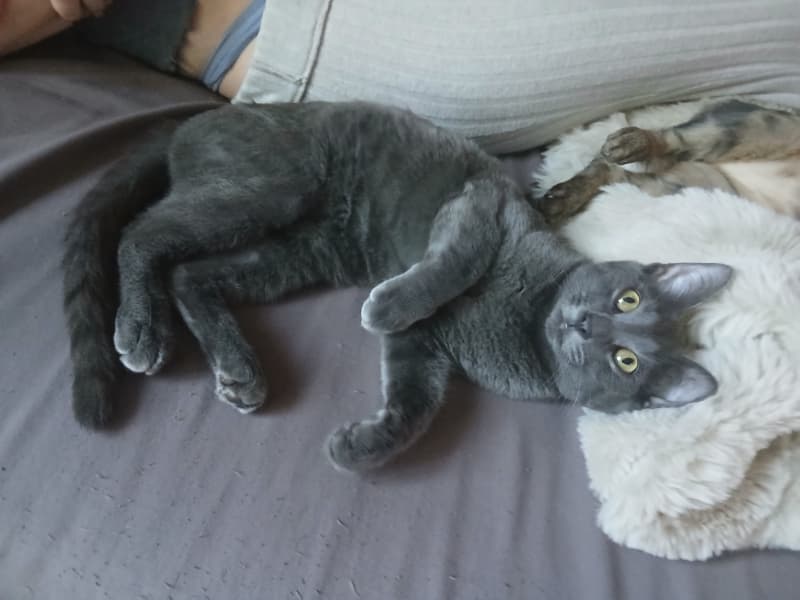 Russisch Blau katze