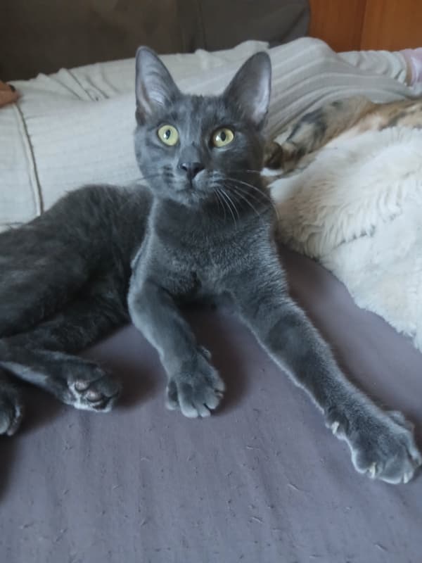Russisch Blau katze