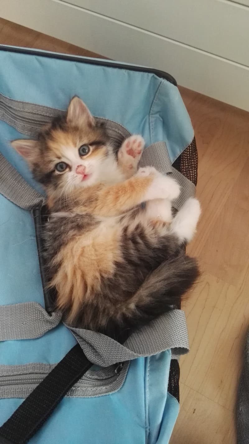 4 süsse Maine Coon Mix suchen Lebensplatz