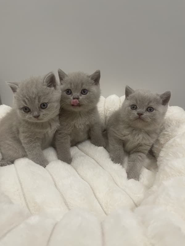 BSH Britisch Shorthair / Reinrassige BKH