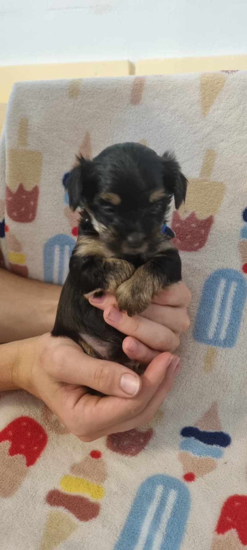 Mini Yorkshire Terier