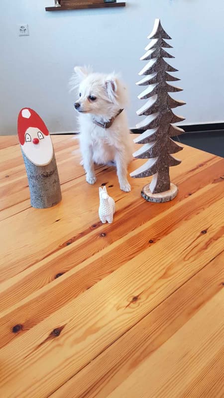 Magnifiques petites Spitz