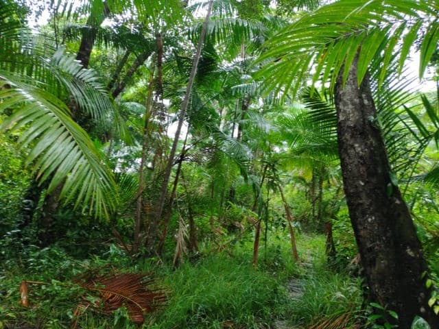 Brasilien riesengrosse 7'400 Ha Farm - Sao Joao do Baliza - Rorai
