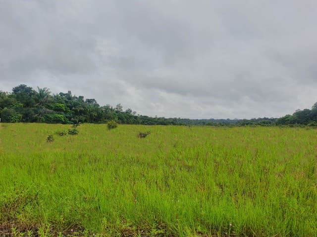 Brasilien 248 HA grosse Rinderfarm und Früchtefarm