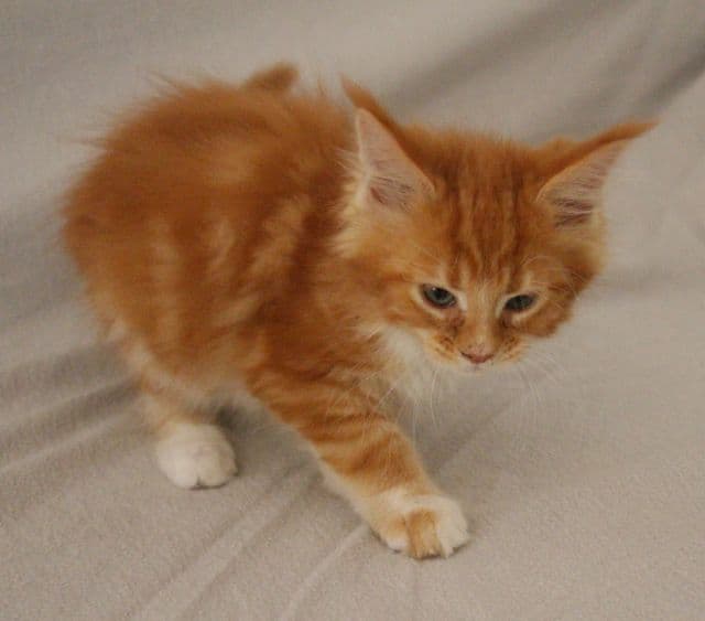 Maine Coon Katerchen mit Stammbaum