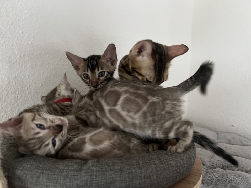 Verschmuste Snow Bengal kitten mit Stammbaum