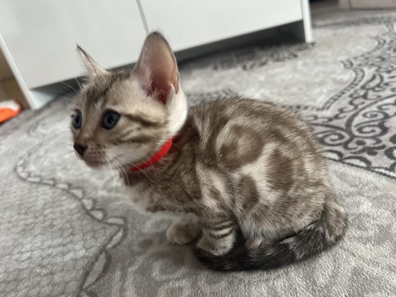 Verschmuste Snow Bengal kitten mit Stammbaum