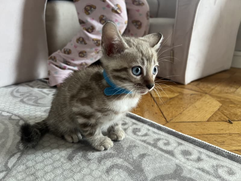 Verschmuste Snow Bengal kitten mit Stammbaum