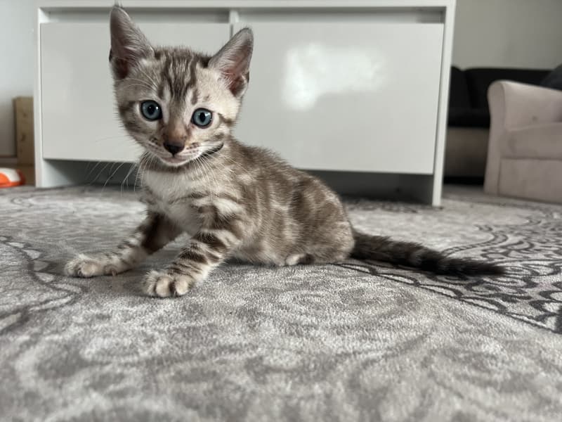 Verschmuste Snow Bengal kitten mit Stammbaum