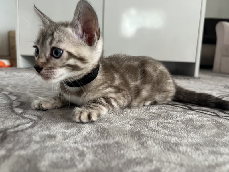 Verschmuste Snow Bengal kitten mit Stammbaum
