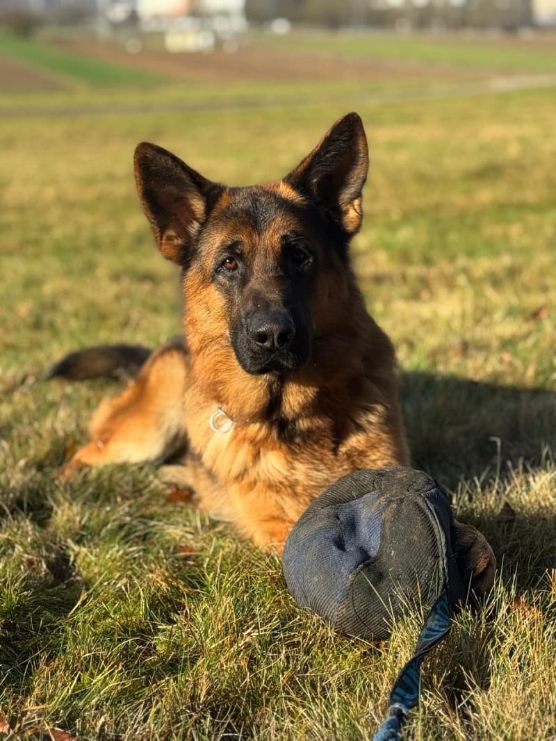 Deutscher Schäferhund, junger Rüde