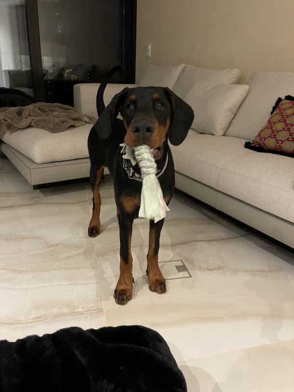 Dobermann Junghund