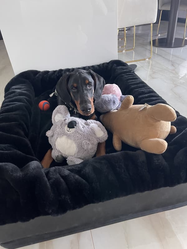 Dobermann Junghund