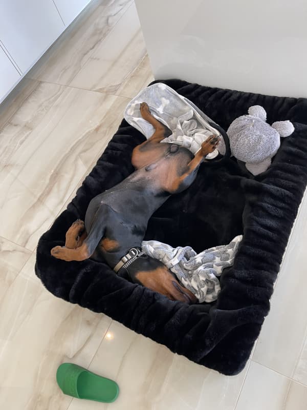 Dobermann Junghund