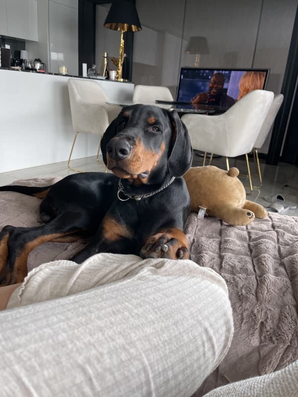 Dobermann Junghund