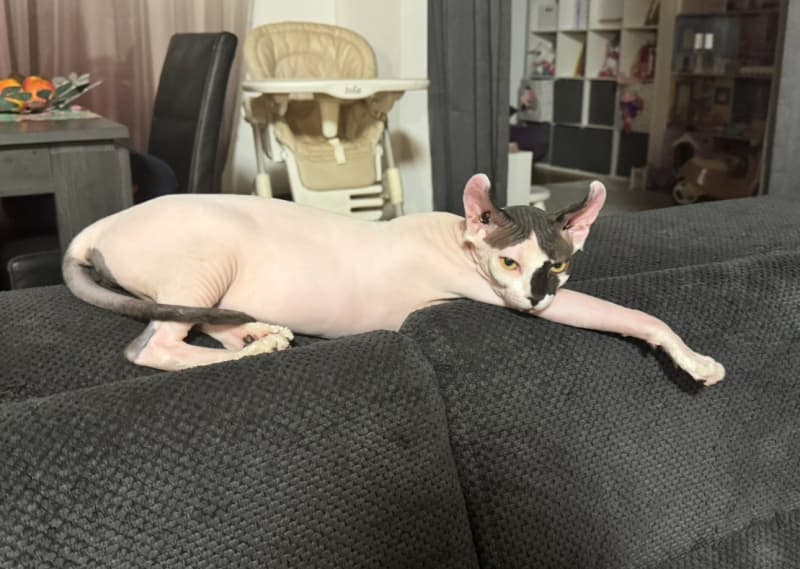 Wunderschöne reinrassige Sphynx-Elf Katzen