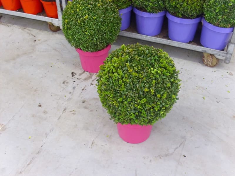 Galamo Gartenbau