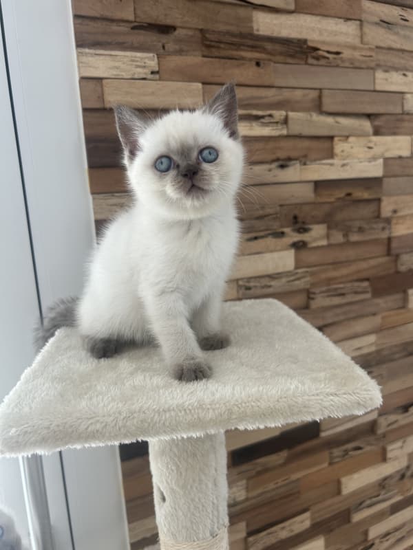 Wunderschöne reinrassige BKH kitten