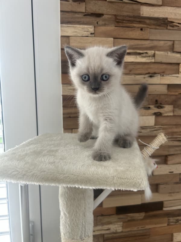 Wunderschöne reinrassige BKH kitten
