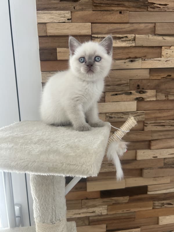 Wunderschöne reinrassige BKH kitten