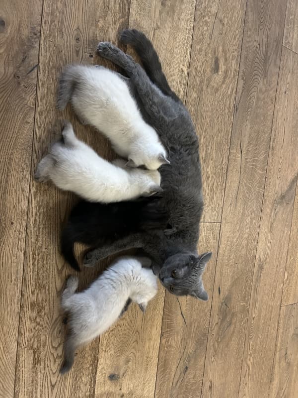 Wunderschöne reinrassige BKH kitten