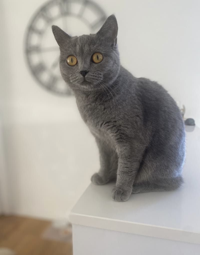 Wunderschöne reinrassige BKH kitten