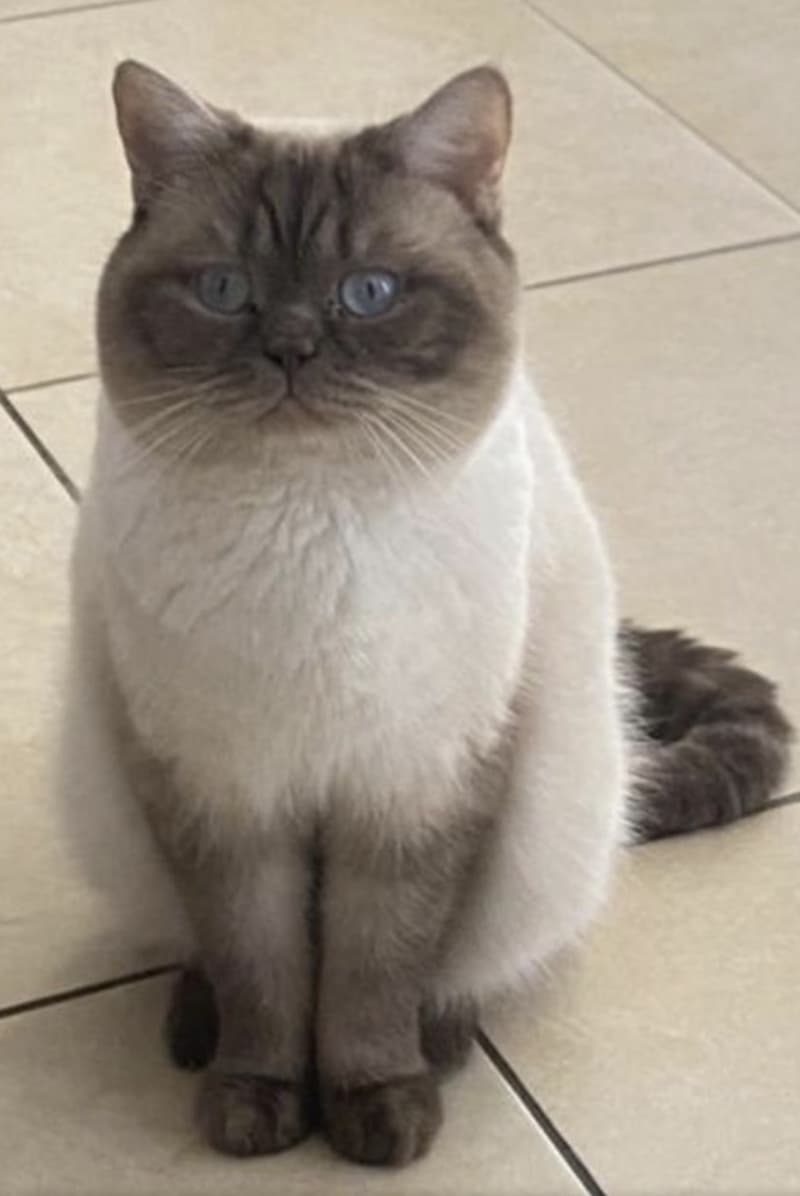 Wunderschöne reinrassige BKH kitten