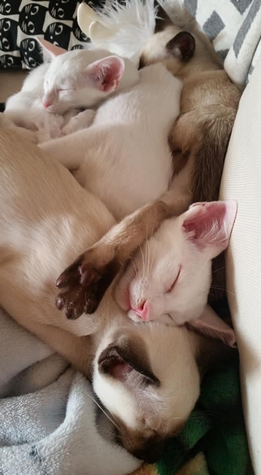 Wunderschöne, verschmuste Siamesenkitten
