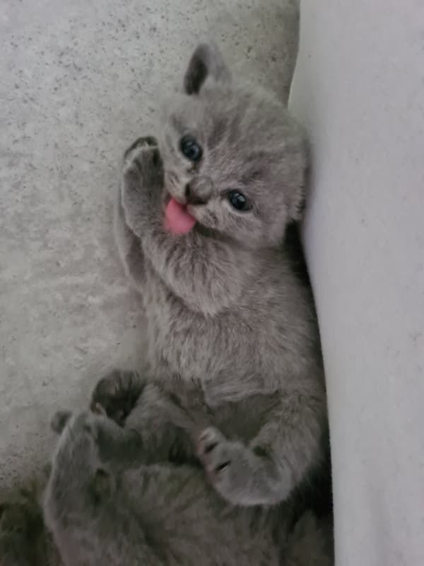 BKH Kitten