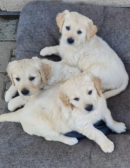 Golden Retriever Welpen