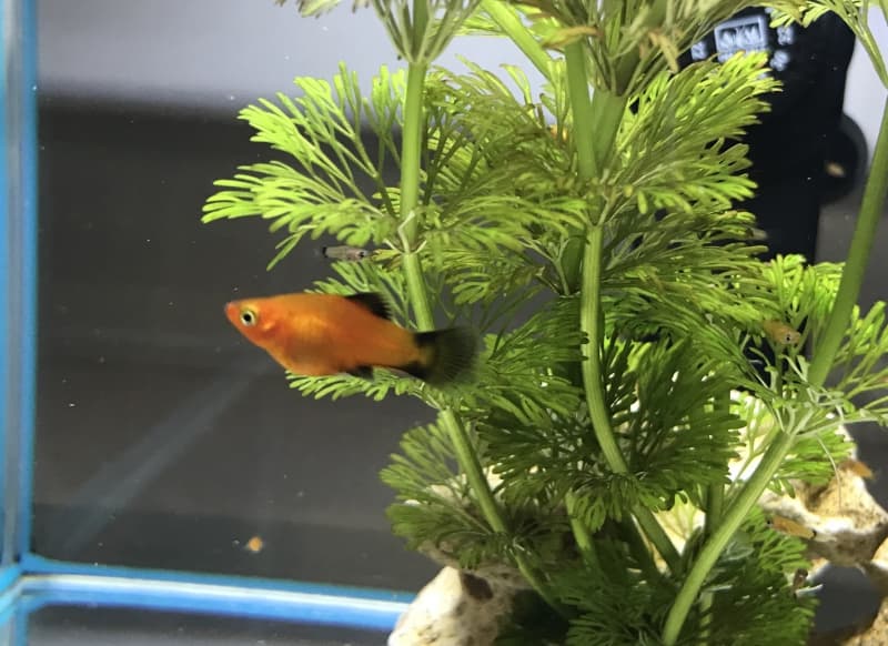 Wunderschöne Wagtail- Platy Babys abzugeben