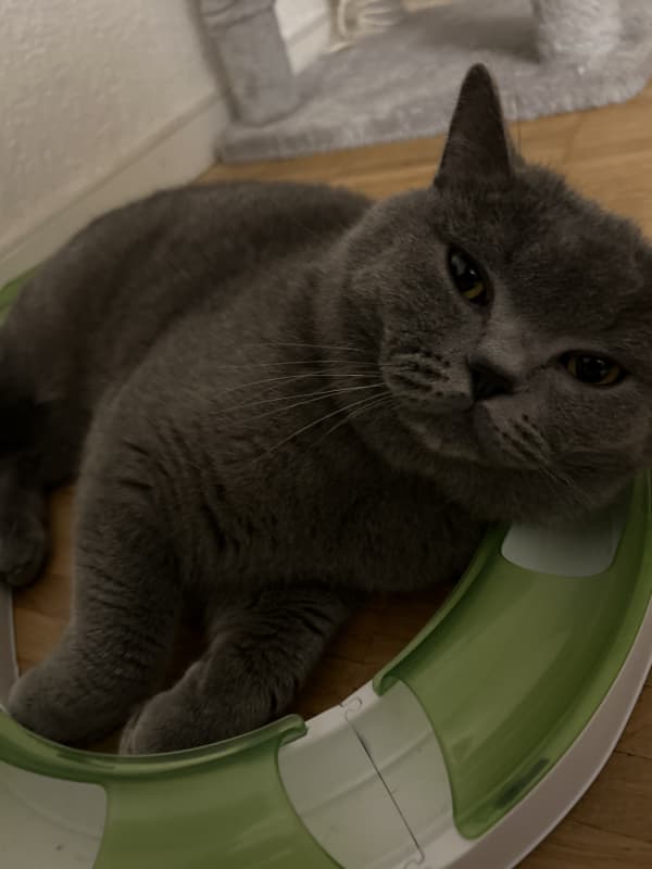 BKH Deckkater
