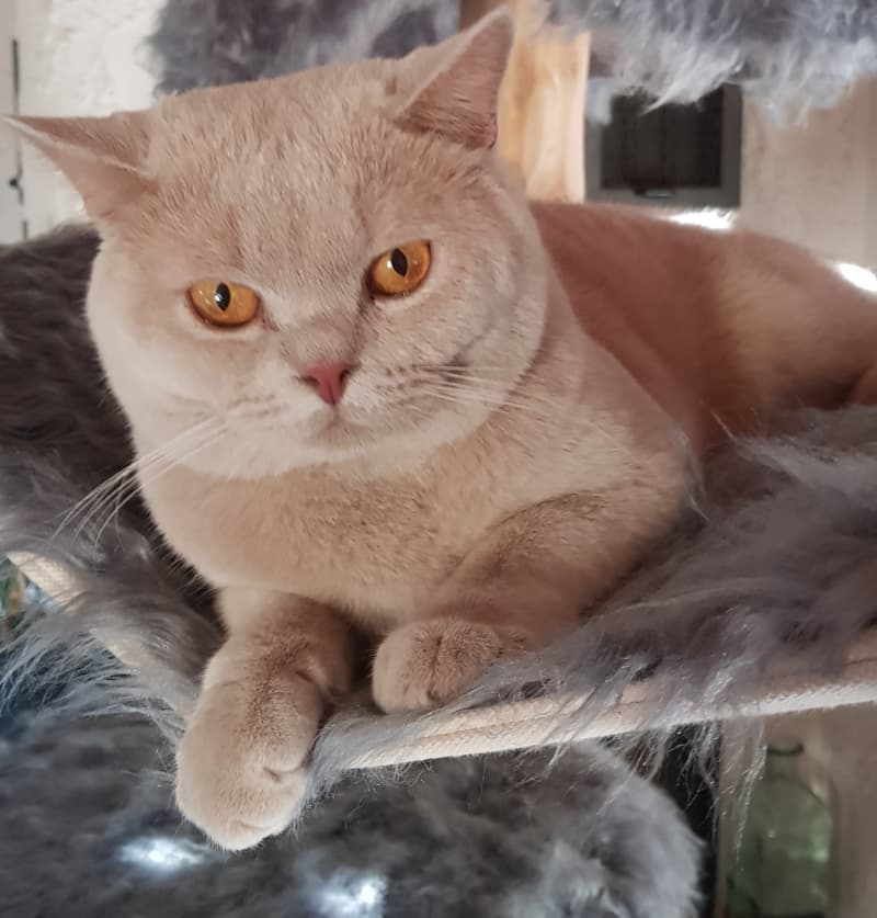 BKH Deckkater mit Stammbaum