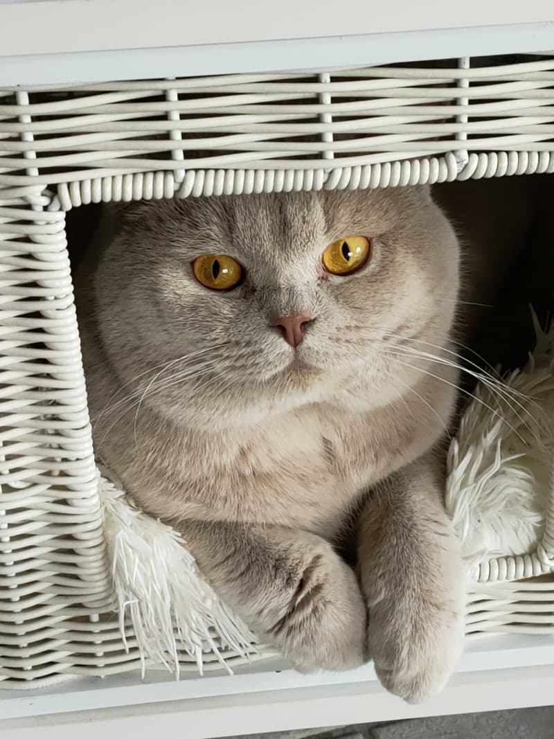 BKH Deckkater mit Stammbaum