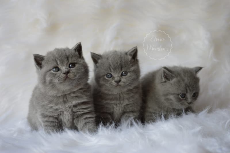 NEW! Manifique Bébés British-shorthair pur race