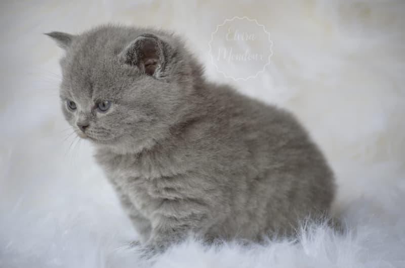 NEW! Manifique Bébés British-shorthair pur race
