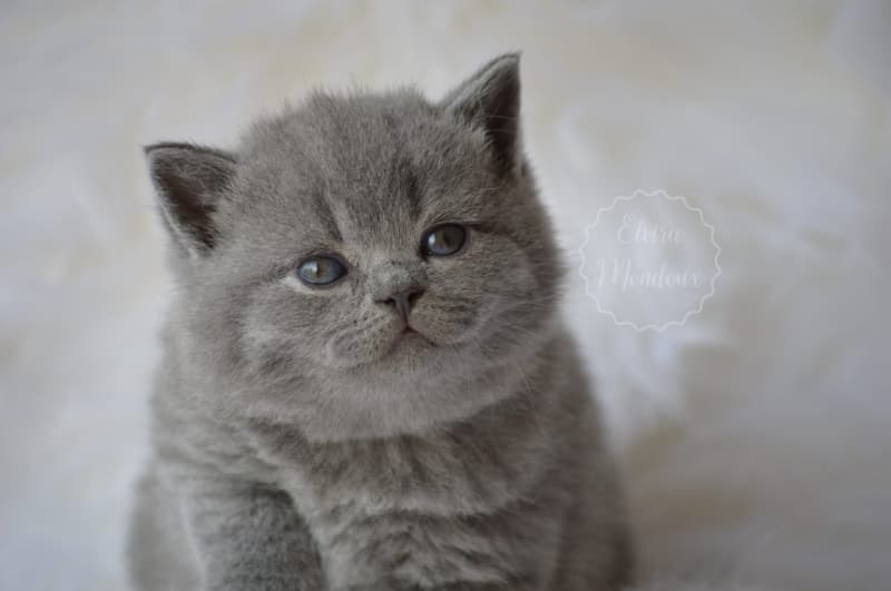 NEW! Manifique Bébés British-shorthair pur race