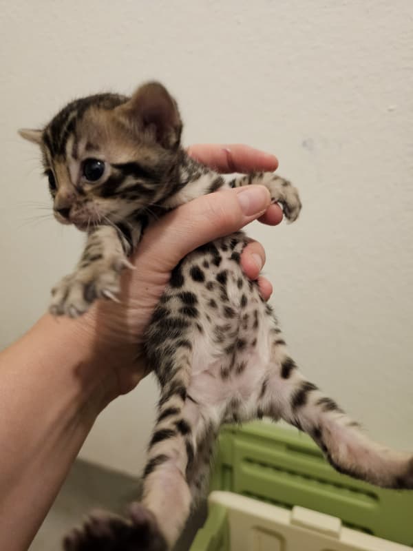 Bengal Kitten mit Stammbaum.