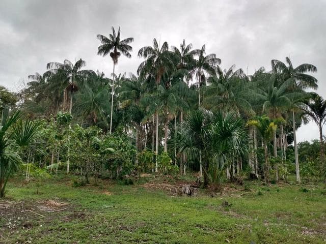 Brasilien 400 Ha Tiefpreis- Grundstück südwestlich von Manaus