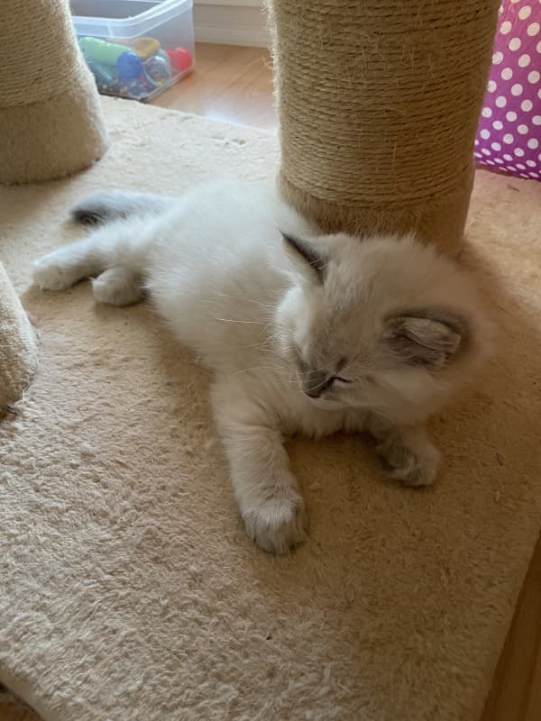 Süsse Ragdolls Kinder