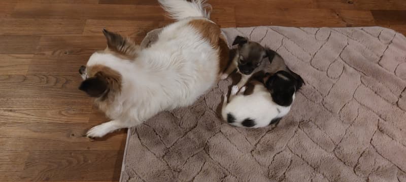 Niedliche Chihuahua Welpen