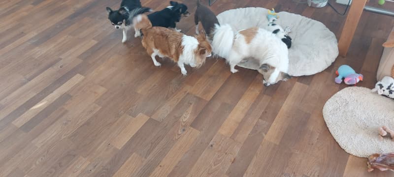 Niedliche Chihuahua Welpen