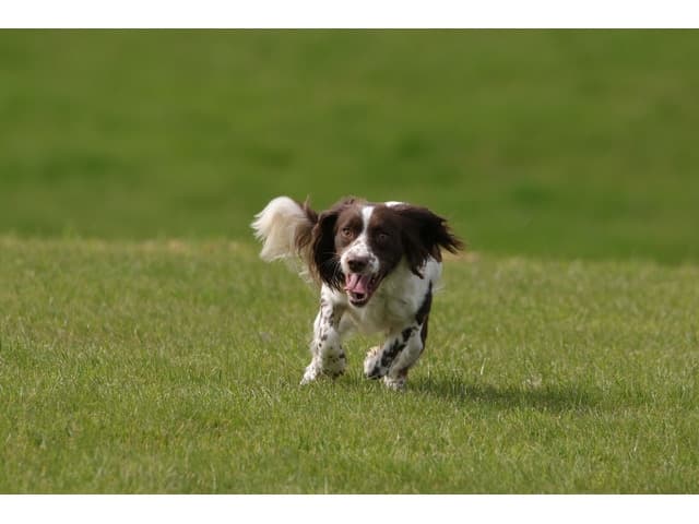Come & Wait – Hundeschule (Abruf- und Bleib-Training)