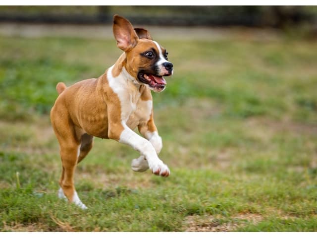 Come & Wait – Hundeschule (Abruf- und Bleib-Training)