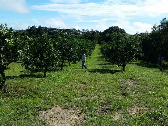 Brasilien 300 Ha Orangen, Kokosnuss -und Birnen - Farm bei Rio Pr
