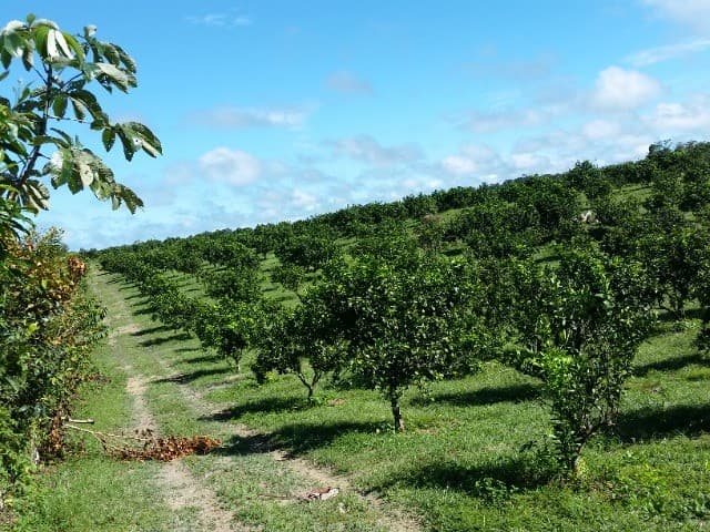 Brasilien 300 Ha Orangen, Kokosnuss -und Birnen - Farm bei Rio Pr