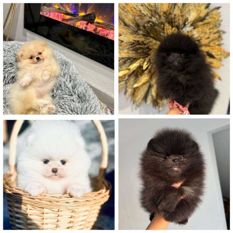 Pomeranian Zwergspitz Welpen Teddy Bärchen Typ