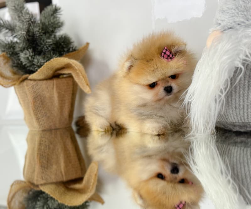Pomeranian Zwergspitz Welpen Teddy Bärchen Typ