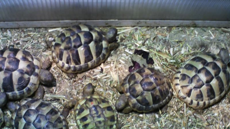 Griechische Landschildkröten